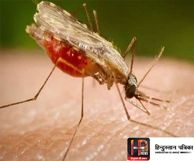 शोधकर्ताओं की गजब खोज, अब मच्छर ही करेगा डेंगू का इलाज